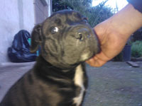 cucciolo di cane corso bianco